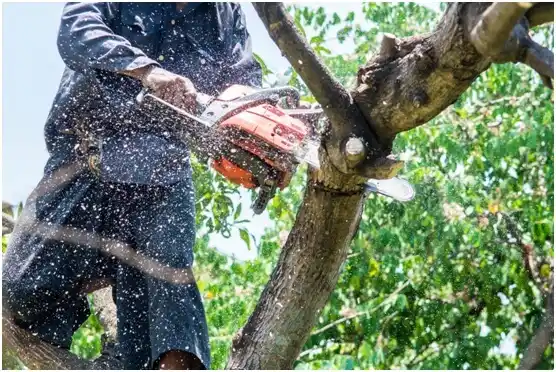 tree services Berry Hill